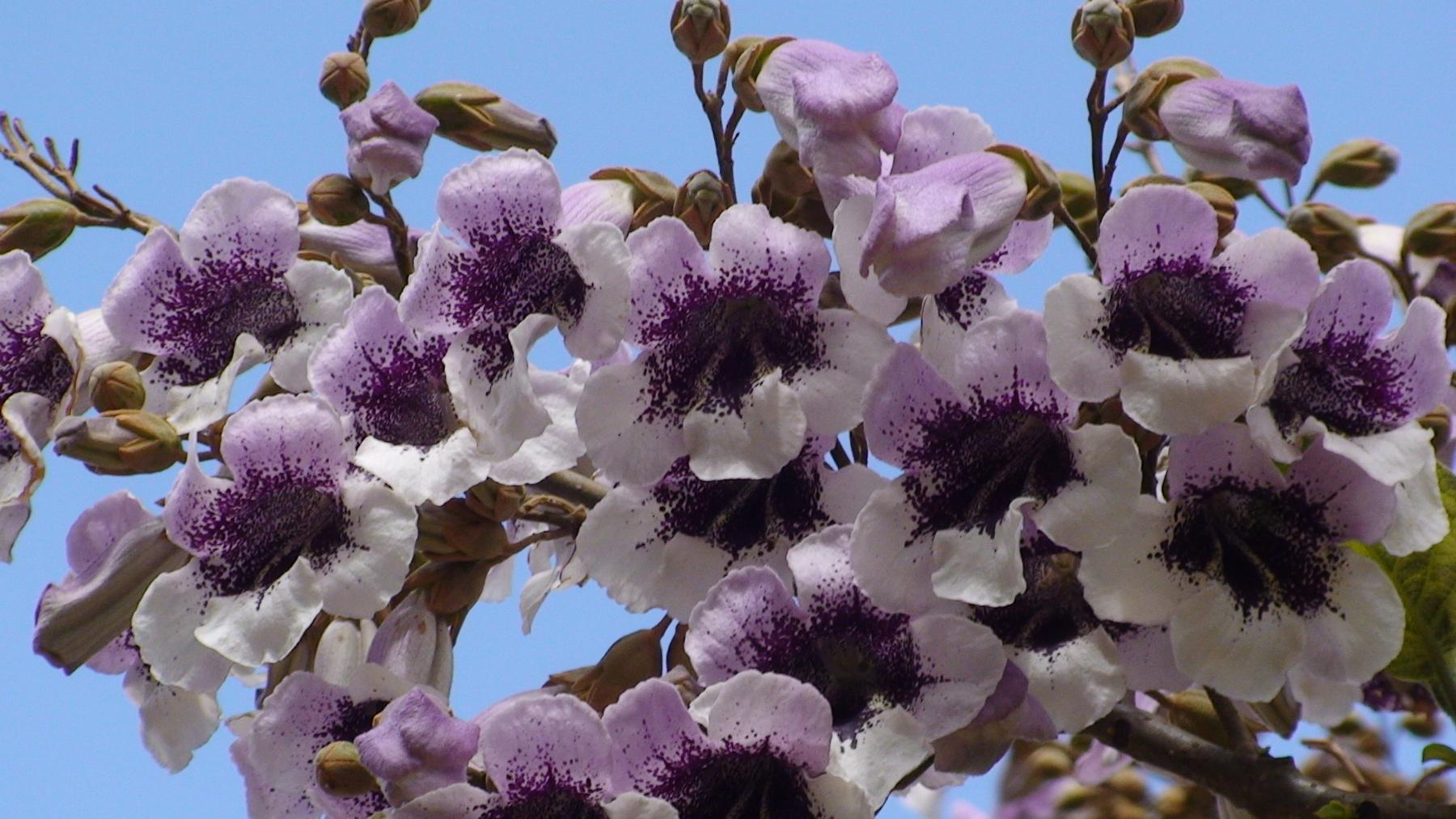 Paulownia fortunei Austral Splendour flowers